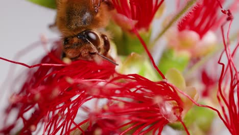 honeybee on a bottlebrush flower