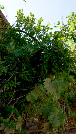 In a serene orchard as the sun begins to set, vibrant green leaves cascade from branches, showcasing the promise of ripe fruit. Nature thrives as shadows dance across the ground