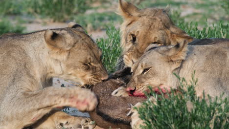 hungry lions eating fresh animal meat in south africa