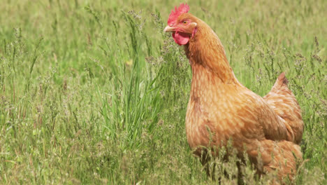 Schönes-Huhn-Im-Hohen-Gras-In-Zeitlupe