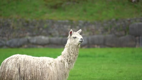 white alpaca in open grass field with ancient incan wall in background, slowmo