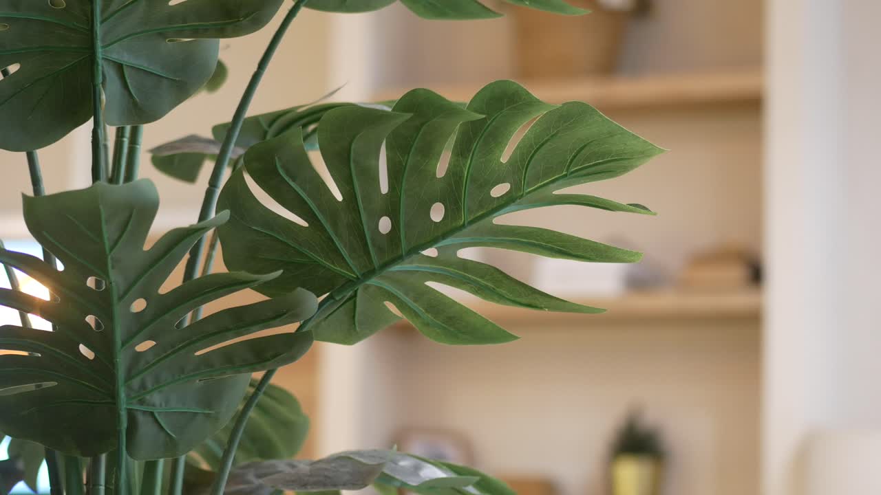 현대 가정 에서 초록색 몬스테라 식물 의 클로즈업