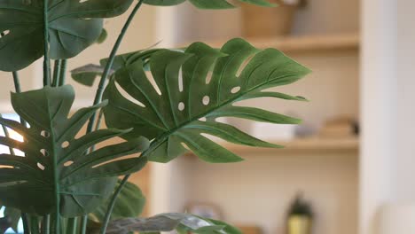 close-up of a green monstera plant in a modern home