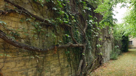 vines and trees growing on the outer wall of a walled garden