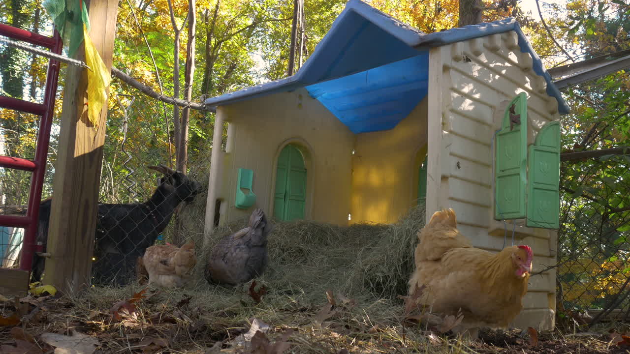 chickens and a goat eating and looking for food on a food close to a repurposed dollhouse