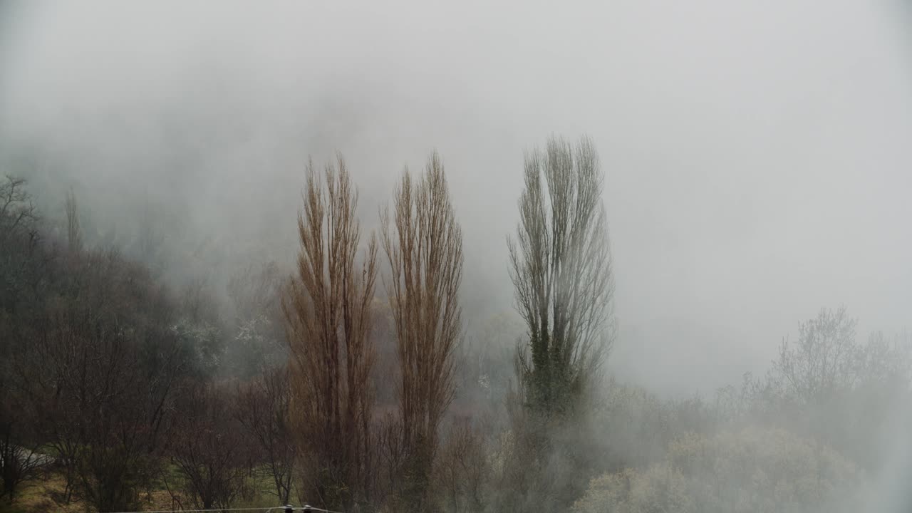 tres árboles en el bosque en la niebla, niebla malhumorado día cinematográfico tiro oro invierno en la montaña, silueta de árboles misterio