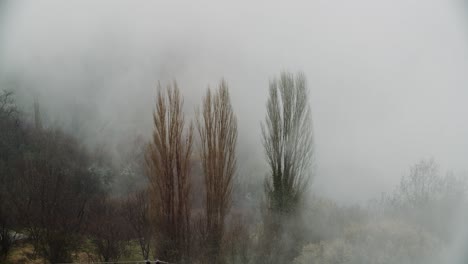 three trees at forest in mist , fog moody cinematic day shot gold winter at mountain, silhoutte of trees mystery
