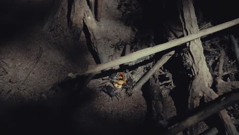 Cangrejos-De-Barro-Comiendo-Las-Hojas-Caídas-En-Un-Bosque-De-Manglares