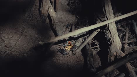 cangrejos de barro comiendo las hojas caídas en un bosque de manglares