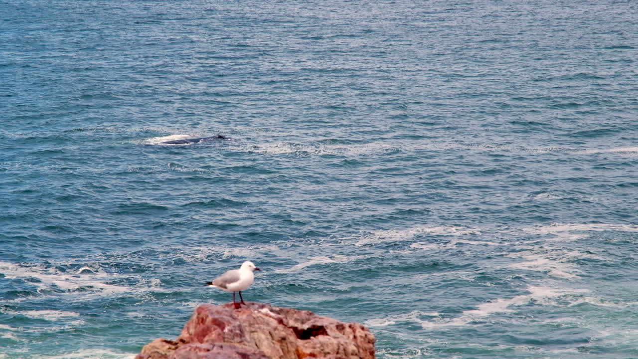 Brindle calf and mom pair of southern right whales near Hermanus coastline
