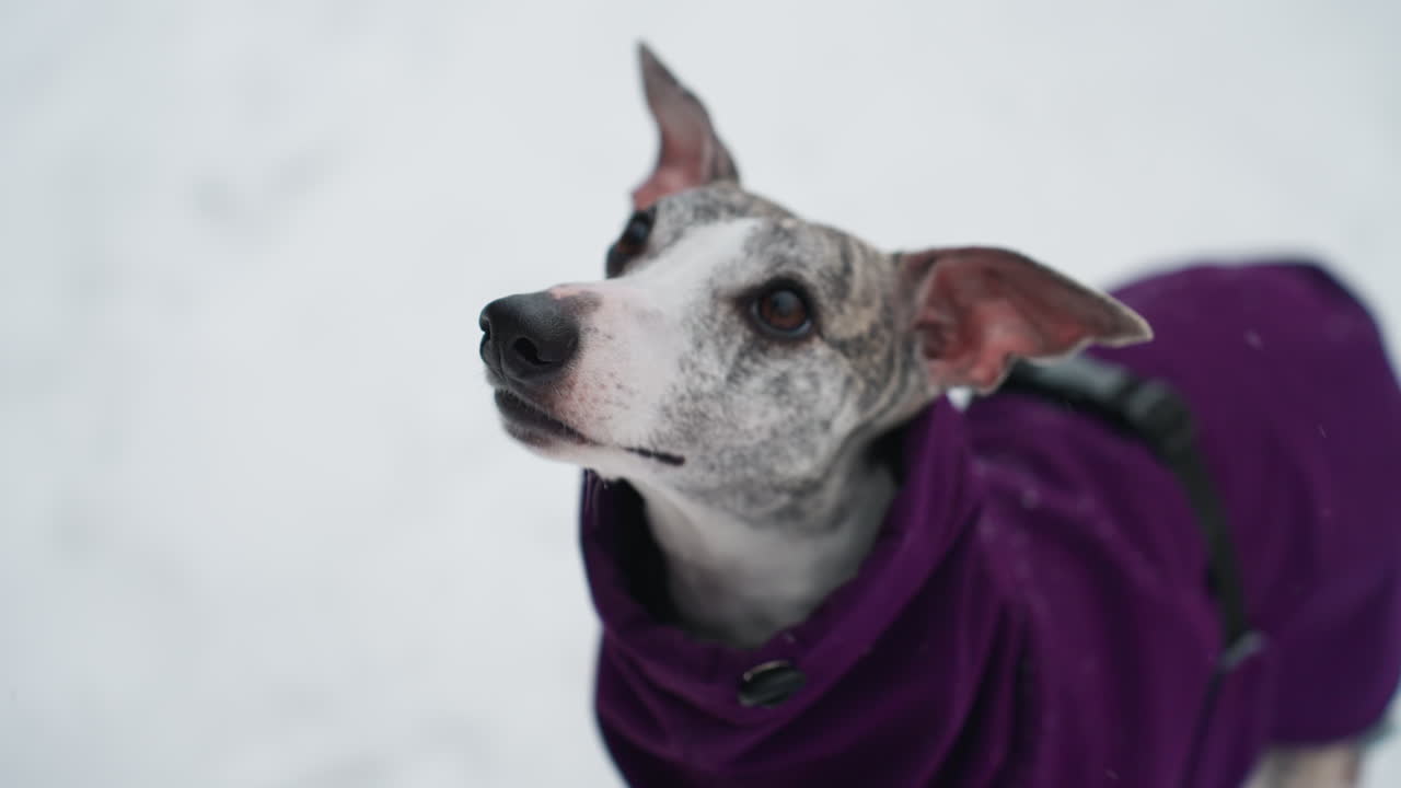 Closeup of alert greyhound dog in purple coat looking up attentively on snowy day, with focused expression and perked ears. Winter setting emphasizes contrast between dog s coat and snow-covered background