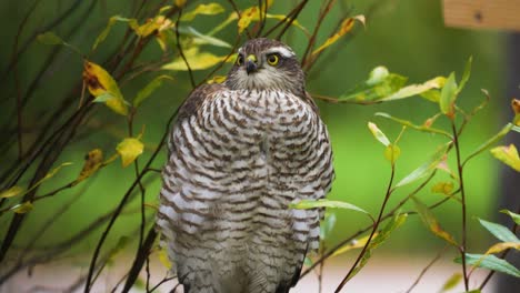 close up of a northern goshawk in the wild