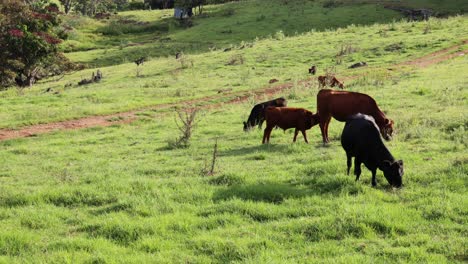 varios caballos pastando juntos en un campo verde