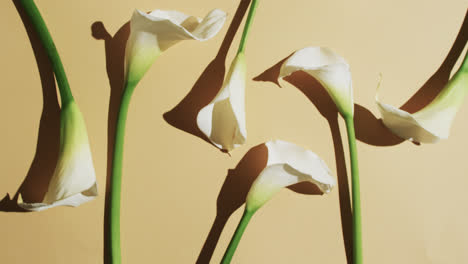 video of white kalia flowers with copy space on yellow background