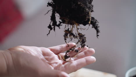 nature enthusiast supports tender root tip on palms, close up of delicate root network cradled in clean hands against soft indoor backdrop, showing careful handling and earthy texture