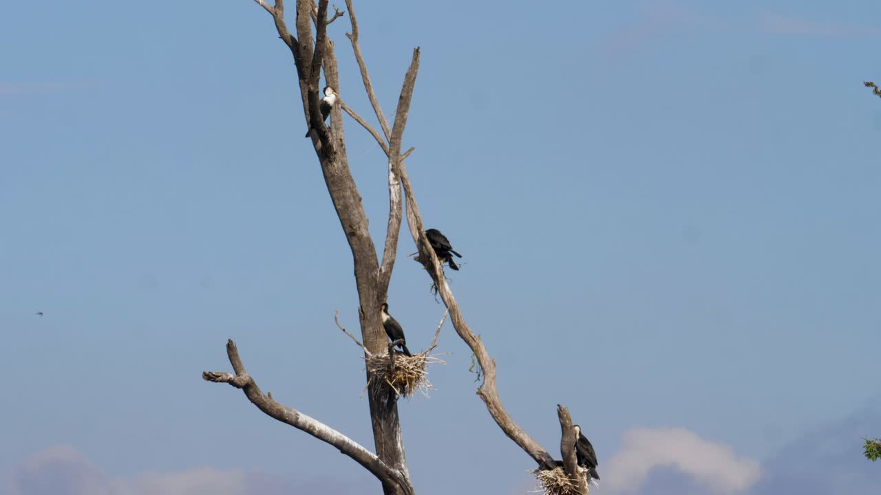 los cormoranes de pecho blanco construyen sus nidos en lo alto de un árbol muerto en sudáfrica
