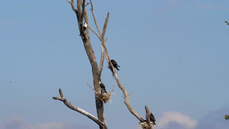 Die-Weißbrustkormorane-Bauen-Ihre-Nester-Hoch-In-Einem-Abgestorbenen-Baum-In-Südafrika