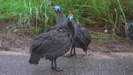 colorido gallina de guinea manchada pájaro de aseo ruffling plumas en el camino, de cerca