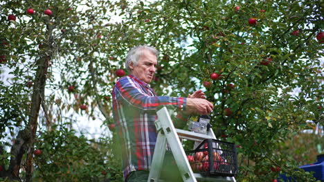 mature grey-haired man standing on the ladder in his apple orchard. farmer picks up ripe delicious fruit.