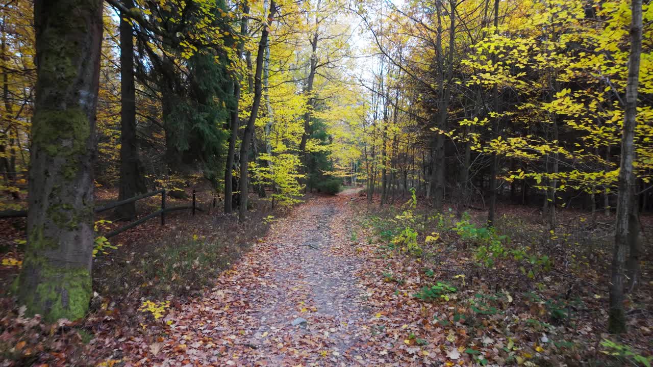 A forest path covered with fallen leaves in autumn. Colorful trees forming an avenue for a beautiful walk