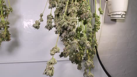 Dolly-shot-of-drying-cannabis-plants-in-a-grow-tent