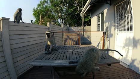 hungry wild grey vervet monkeys eating food on an outside table in a residential area in south africa