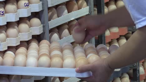 close up of worker placing the eggs on a tray in an industrial poultry production house