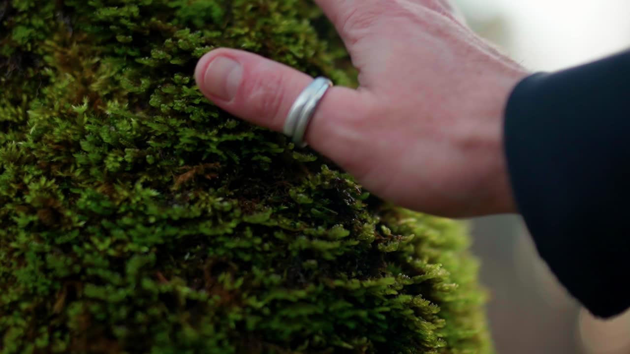 Nature, tactile connection. Slow motion close up of a male hand with a silver wedding ring gently touching green moss on a tree trunk in the forest