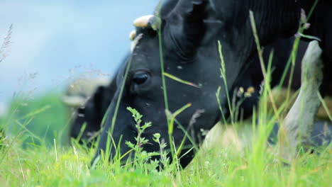 dairy cows grazing. cattle in field. dairy cow eating grass. cattle ranch