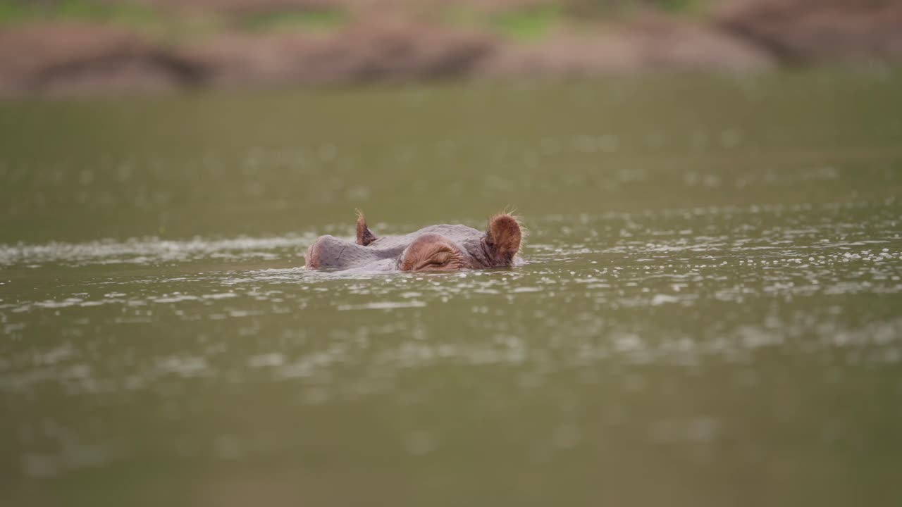 cabeza de hipopótamo saliendo ligeramente del agua zimbabwe