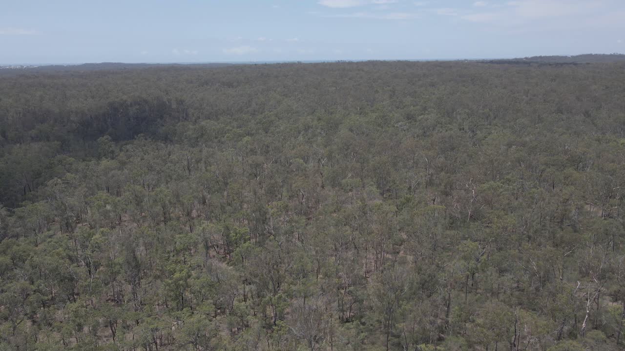 vasto paisaje de densos matorrales en el río boyne cerca de la ciudad de benaraby en el extremo norte, qld australia