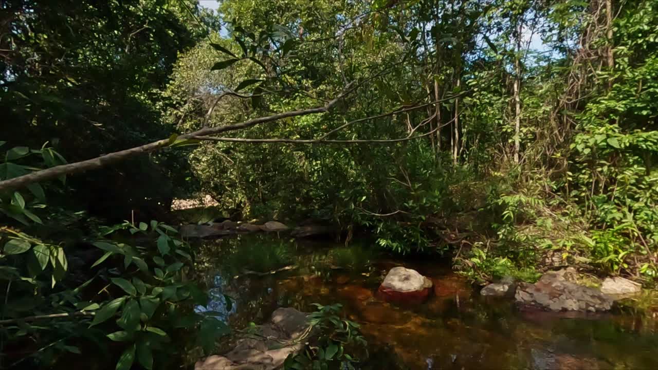 Lush jungle environment, clear water stream, dense woodland vegetation