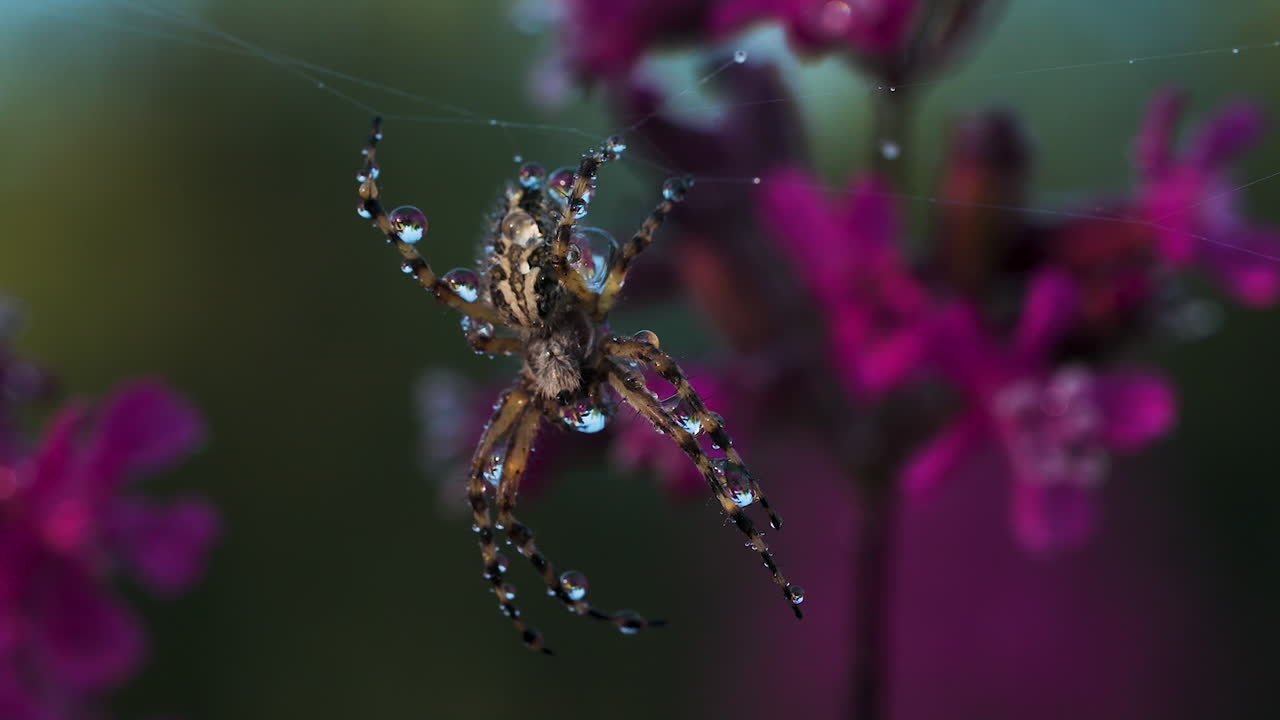 araña en gotas de rocío en una red