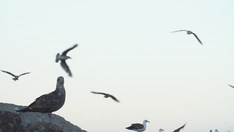 a seagull stands at the base of a rock as tons of other seagulls flock and fly together during sunset
