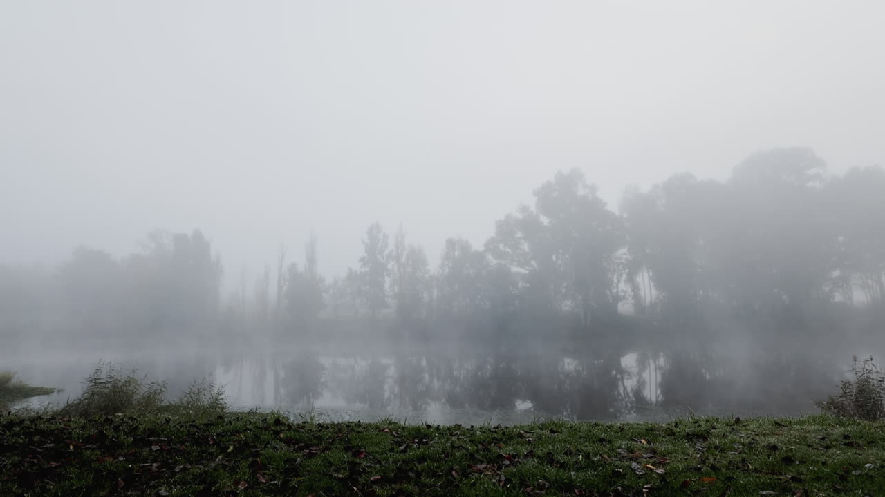 나무 가 있는 숲 에 있는 자연, 안개, 호수