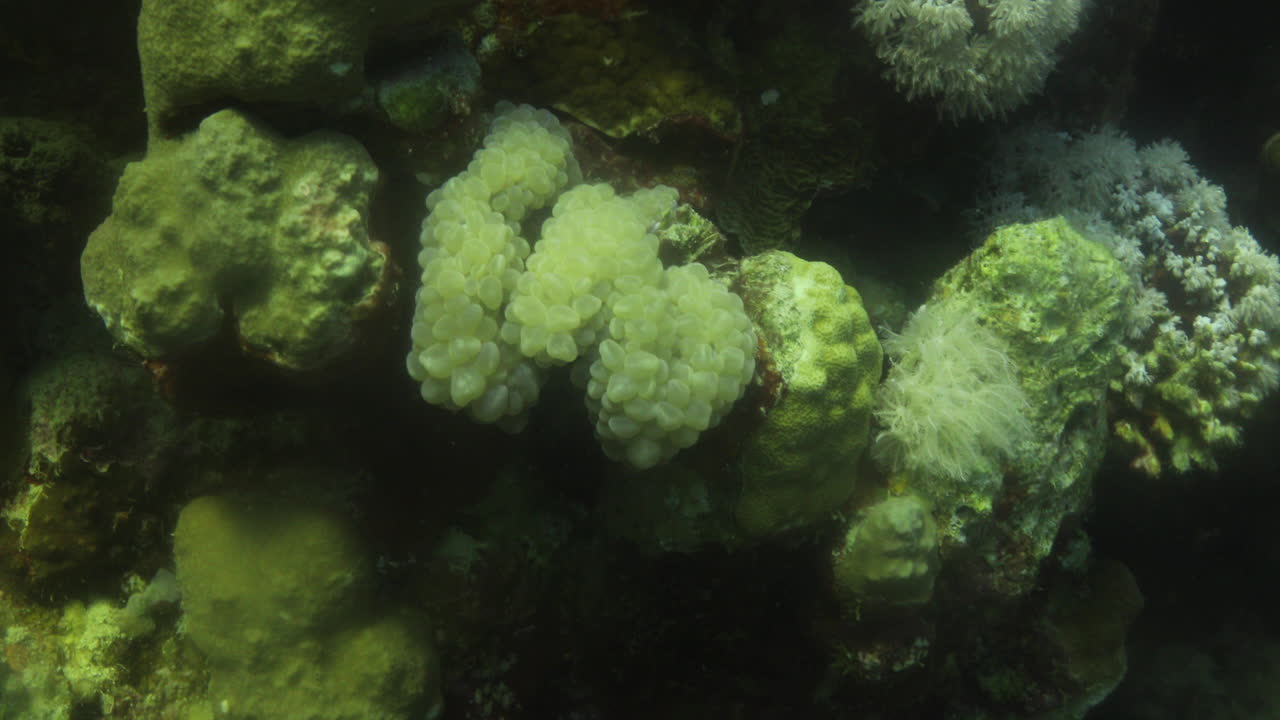 plerogyra sinuosa coral, es una especie gelatinosa del phylum cnidaria