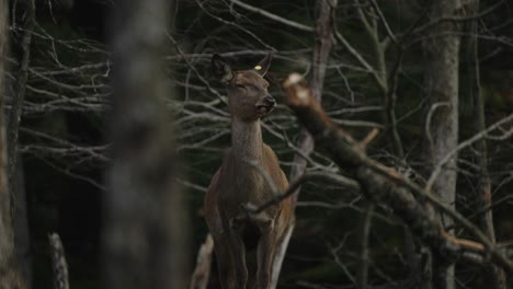 Deer-At-Wilderness-Surrounded-By-Dry-Tree-Branches-In-Parc-Omega,-Quebec-Canada