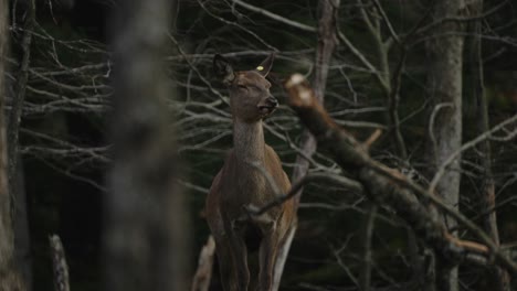 ciervos en el desierto rodeados de ramas de árboles secos en el parque omega, quebec, canadá