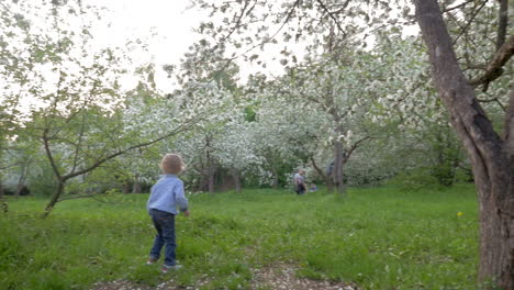 boy wandering among blooming trees