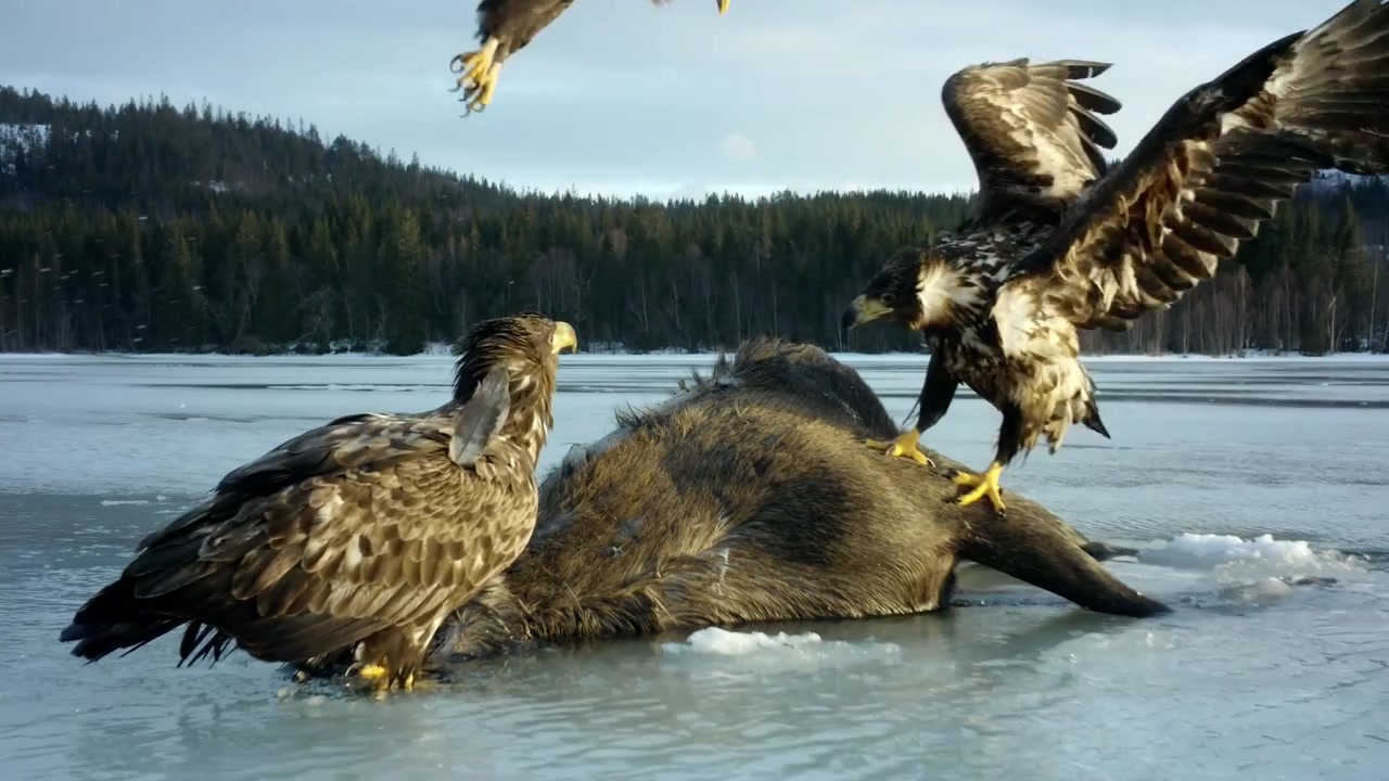 Golden Eagles Feeding On A Dead Animal Along A Coastline, Birds Of Prey Scavenging On The Coastal Shore. Close-up Shot