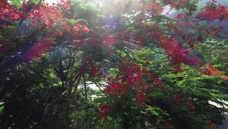 beautiful red royal poinciana or flamboyant flower (delonix regia) in sunrise after rain