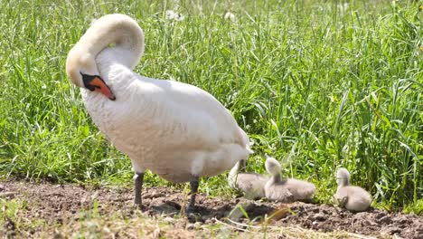 madre con un matamoscas de lindos cisnes jóvenes comiendo plantas en el campo