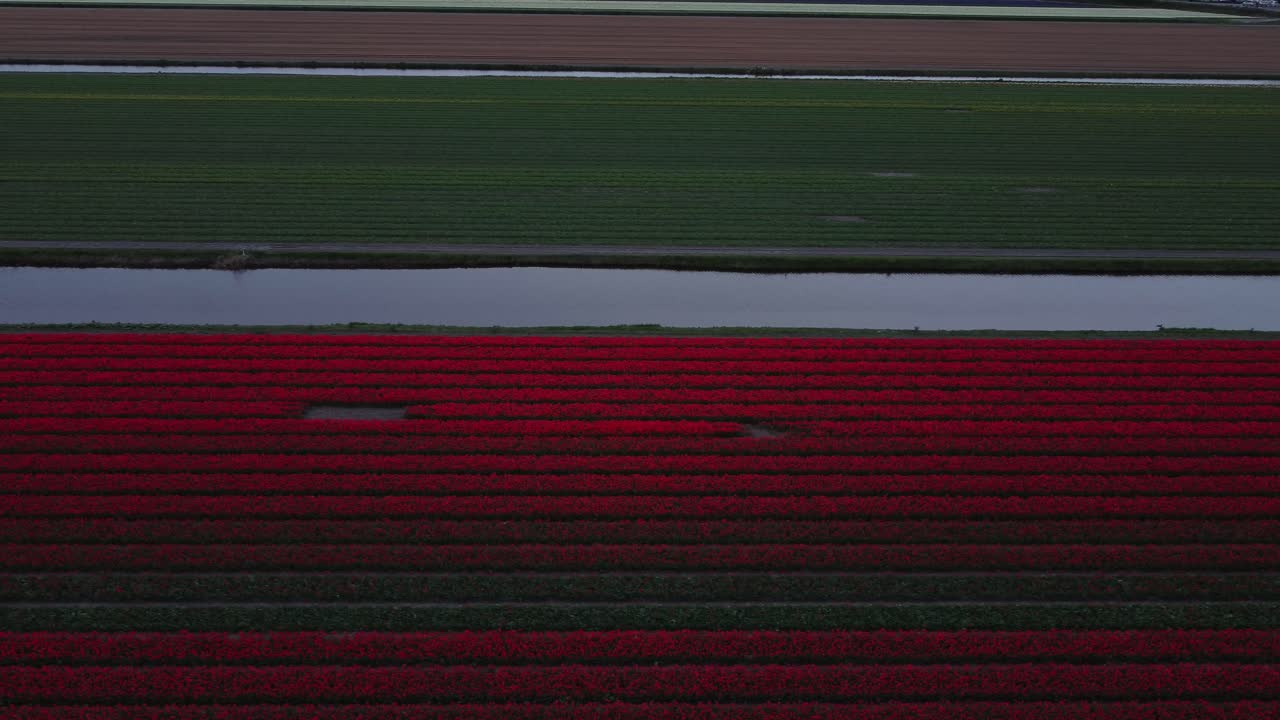 Bright tulip fields in Leiden, Netherlands, captured in an aerial shot at sunset