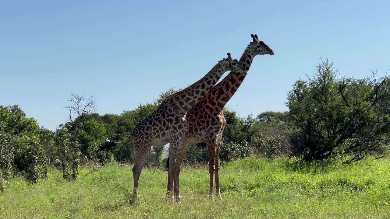 Two male Masai giraffes (Giraffa tippelskirchi) fighting with each other. Serengeti National Park, Tanzania.
