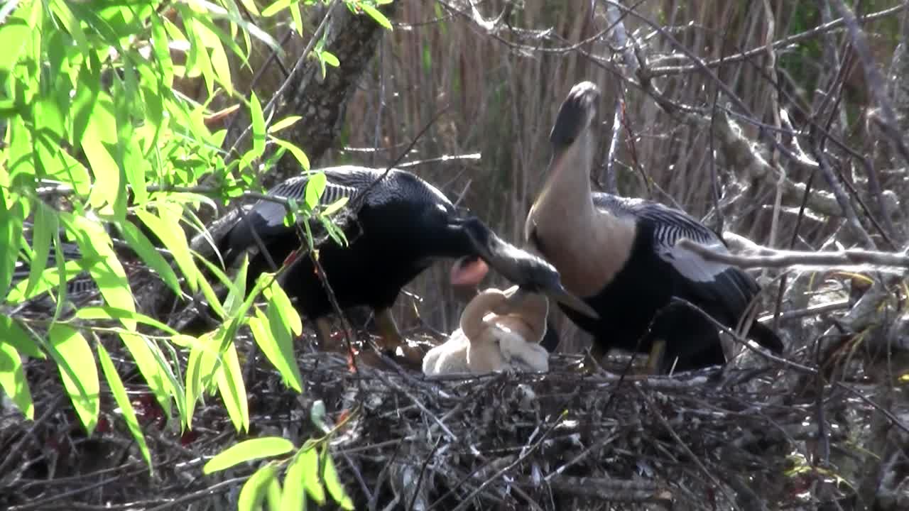 맹그로브 숲의 새 핀 에버글레이즈 1