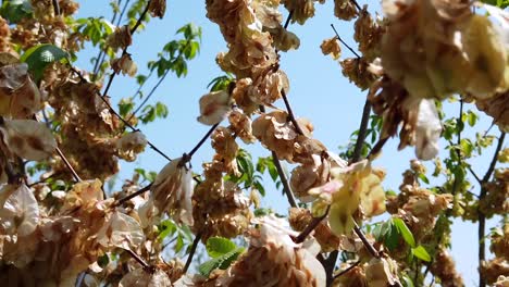 Un-árbol-Muy-Inusual-Pero-Muy-Hermoso