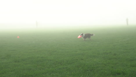 border collie runs through fog to catch frisbee midair, slow motion