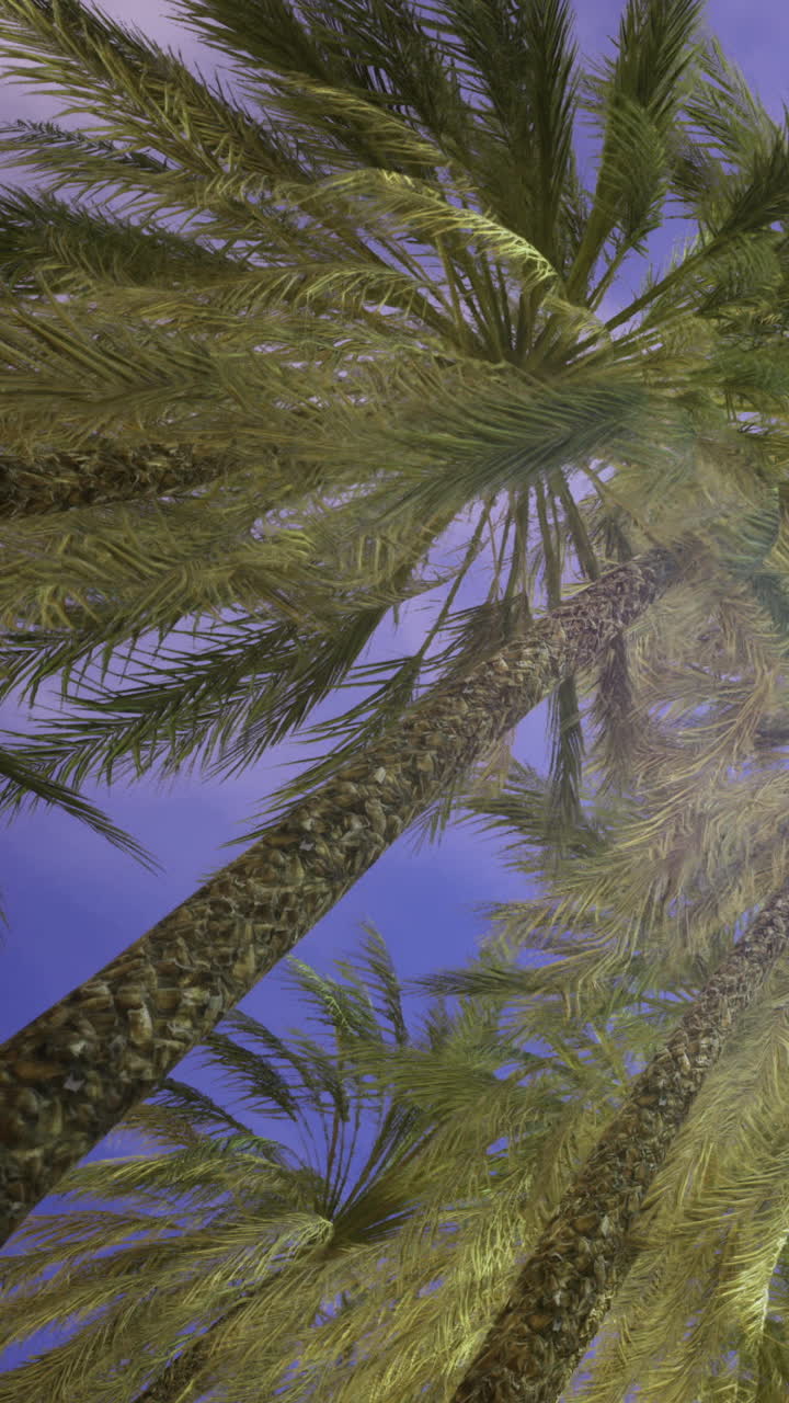 Palme ondeggiano dolcemente sotto un vivido cielo crepuscolare in un paradiso tropicale