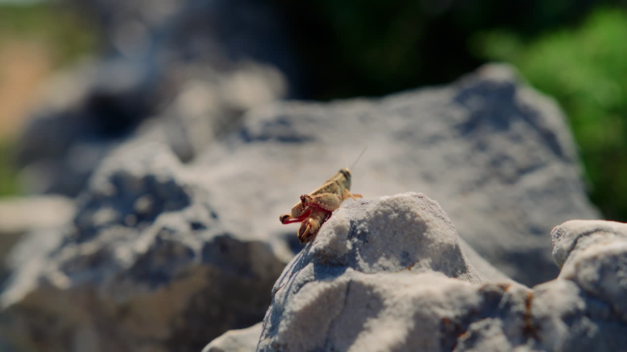 초파리는 회색 바위 위에 균형을 잡으면서 뒷다리를 문지르고 있습니다.