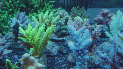 beautiful yellow white and green corals at the bottom of a sea aquarium with several sargo fish swimming